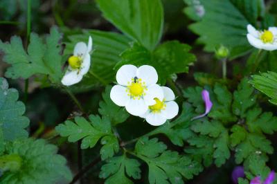 <i>Fragaria vesca</i>
