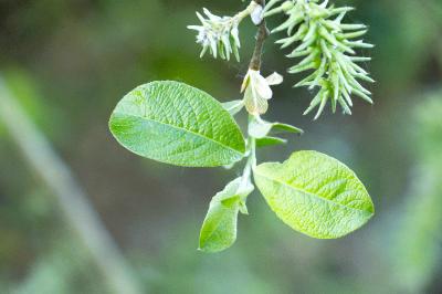 <i>Salix caprea</i>