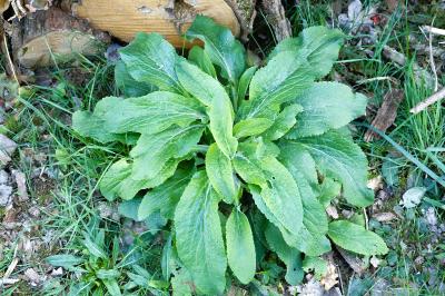 <i>Digitalis purpurea</i>