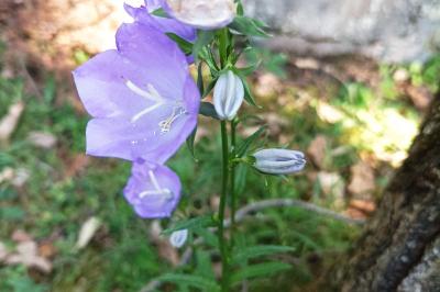 <i>Campanula persicifolia</i>