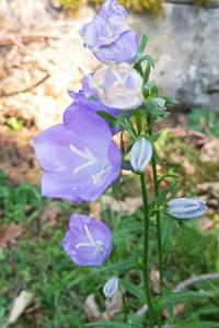 <i>Campanula persicifolia</i>