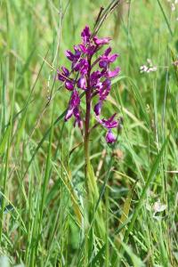 <i>Anacamptis laxiflora</i>