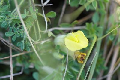 <i>Cytisus lotoides</i>