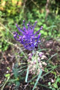 <i>Muscari comosum</i>