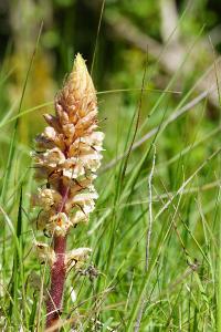 <i>Orobanche amethystea</i>