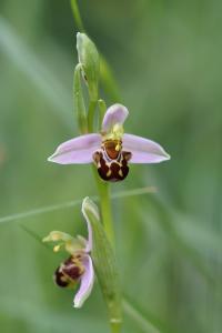 <i>Ophrys apifera</i>