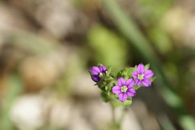 <i>Legousia hybrida</i>