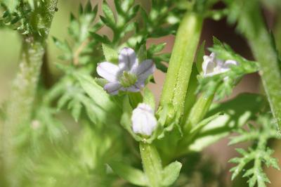 <i>Legousia hybrida</i>