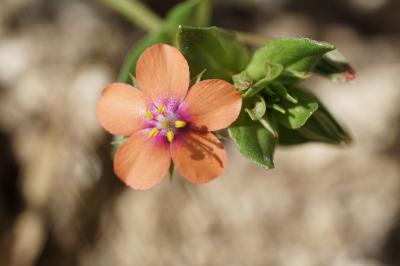 <i>Lysimachia arvensis</i>