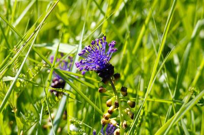 <i>Muscari comosum</i>