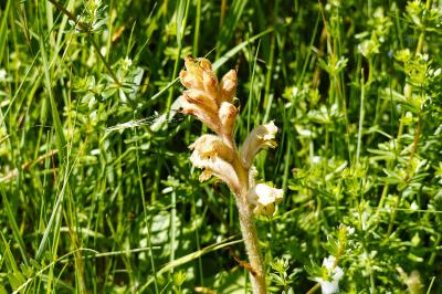 <i>Orobanche caryophyllacea</i>