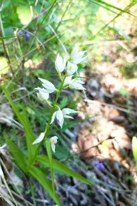 <i>Cephalanthera longifolia</i>