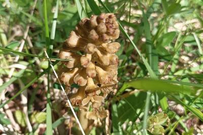 <i>Neottia nidus-avis</i>