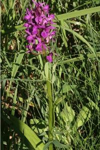 <i>Dactylorhiza majalis</i>