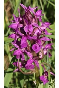 <i>Dactylorhiza majalis</i>