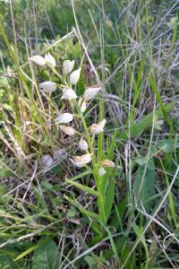 <i>Cephalanthera longifolia</i>