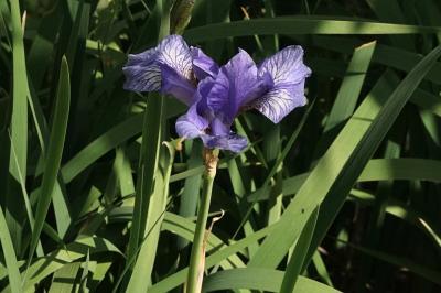 <i>Iris sibirica</i>