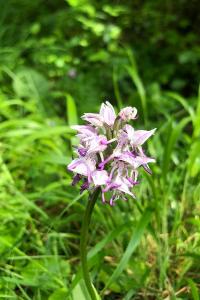<i>Orchis simia</i>