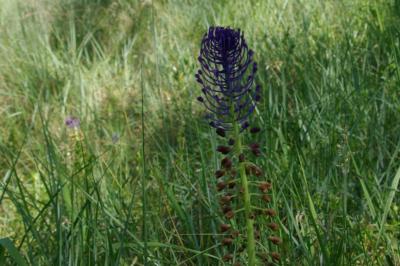<i>Muscari comosum</i>