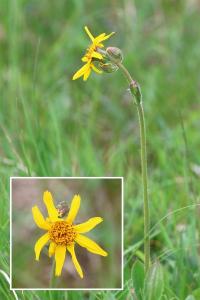 <i>Arnica montana</i>