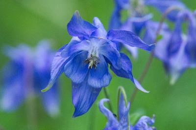 <i>Aquilegia vulgaris</i>