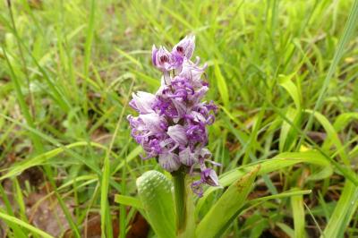 <i>Orchis simia</i>