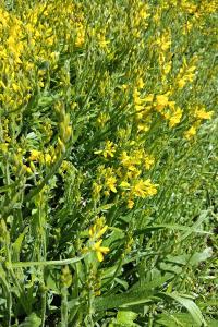 <i>Genista sagittalis</i>