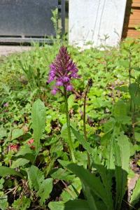 <i>Anacamptis pyramidalis</i>