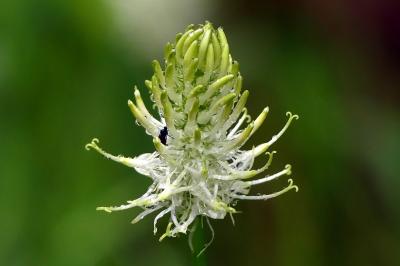 <i>Phyteuma spicatum</i>