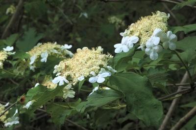 <i>Viburnum opulus</i>