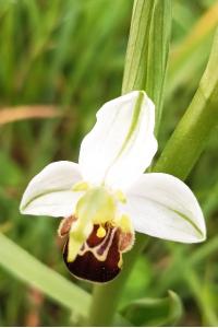 <i>Ophrys apifera</i>