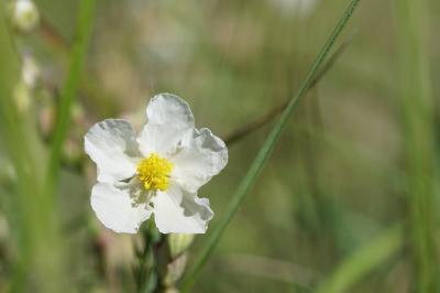 <i>Helianthemum apenninum</i>