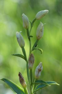 <i>Cephalanthera damasonium</i>