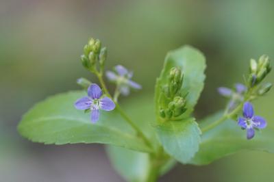 <i>Veronica beccabunga</i>