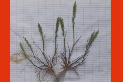 <i>Catapodium rigidum</i>