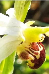 <i>Ophrys apifera</i>