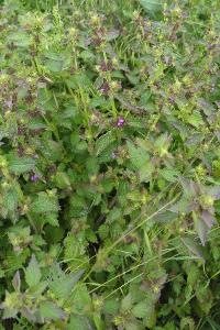 <i>Lamium purpureum</i>
