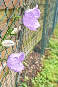 <i>Campanula persicifolia</i>