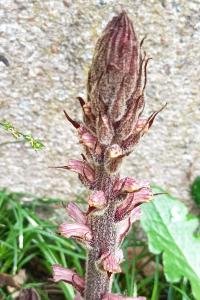 <i>Orobanche hederae</i>