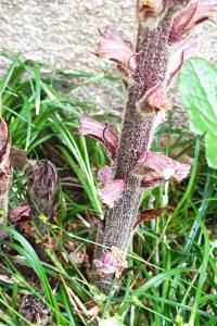 <i>Orobanche hederae</i>