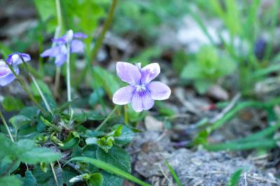 <i>Viola riviniana</i>