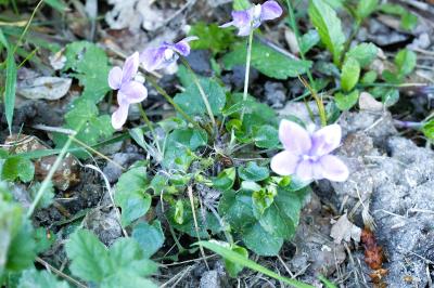 <i>Viola riviniana</i>