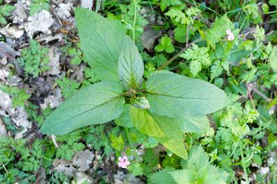 <i>Scrophularia nodosa</i>