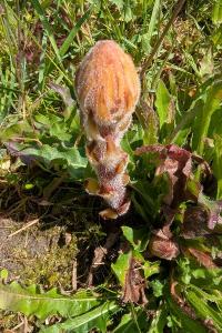 <i>Orobanche minor</i>
