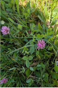 <i>Trifolium pratense</i>