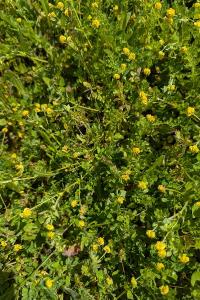 <i>Medicago lupulina</i>