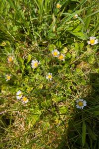 <i>Bellis perennis</i>