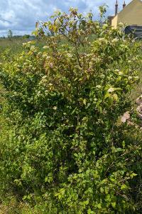 <i>Cornus sanguinea</i>