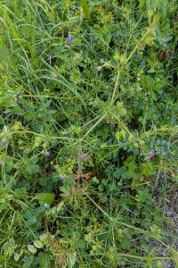 <i>Geranium dissectum</i>
