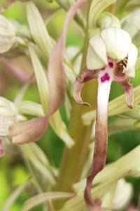 <i>Himantoglossum hircinum</i>